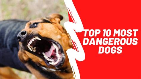 Top 10 Most Dangerous Dog Breeds Youtube