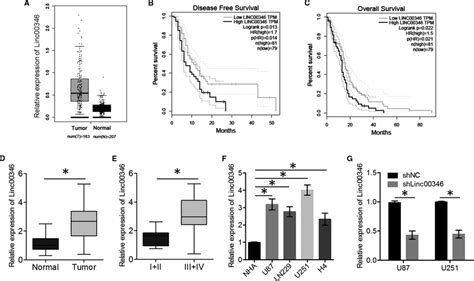 LINC00346 Expression In Glioma Tissues And Cell Lines A Expression