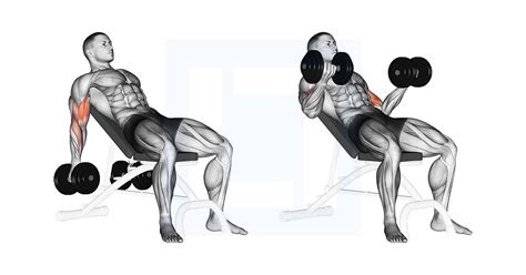 Dumbbell Incline Biceps Curl - Guide, Benefits, and Form