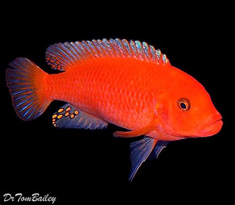 Premium Red Zebra Mbuna Cichlid from Lake Malawi in Africa, on SALE