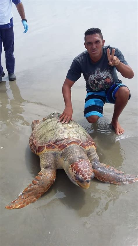 Tartaruga cabeçuda é encontrada morta em praia de Ilha Comprida SP