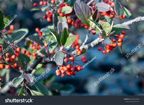 Cotoneaster Dammeri Bearberry Cotoneaster This Plant Stock Photo