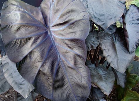 Colocasia Black Coral 002 Planthaven International