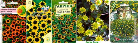 Санвиталия: посадка и уход в открытом грунте, выращивание из семян