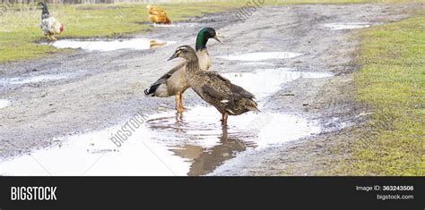 Domestic Ducks Rainbow Image & Photo (Free Trial) | Bigstock