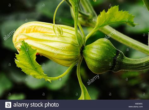 Pumpkin Flower Bud Stock Photos & Pumpkin Flower Bud Stock Images - Alamy