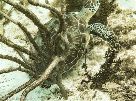 turtle  aruba scenes