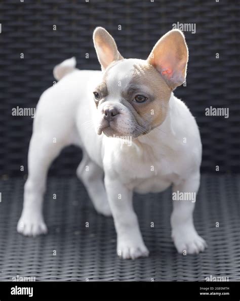 8 Weeks Old Tan Pied Frenchie Puppy Female Standing On A Chair And