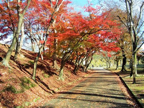 遊びにおいで姫路へ 姫路市の「紅葉」の名所