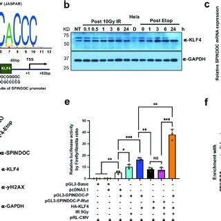 Mapping The SPINDOC And PARP1 Interaction Domain A Domain Structure