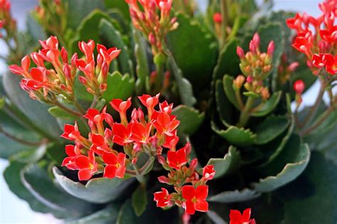 Top How To Care For Kalanchoe Plant