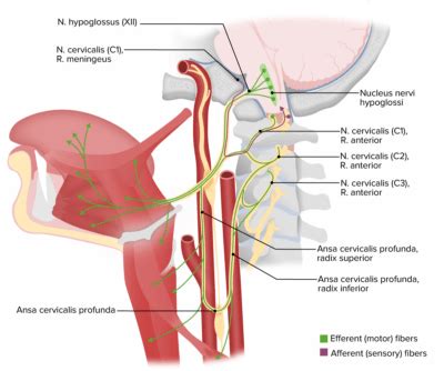 Cranial Nerve Palsies Concise Medical Knowledge