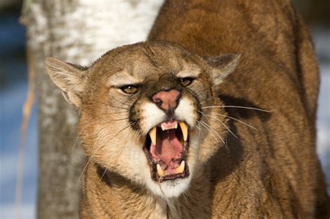 Here are All of North America's Recorded Fatal Mountain Lion Attacks ...