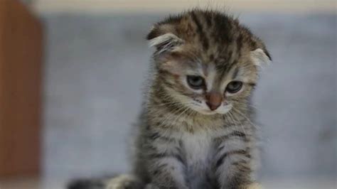 Sad Kitten Youtube