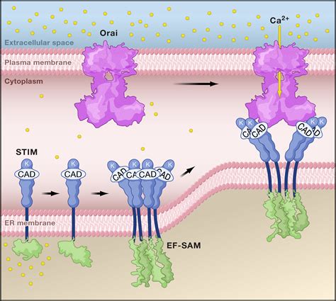 A STIMulus Package Puts Orai Calcium Channels To Work Cell