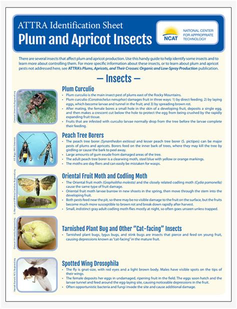 Plum And Apricot Insect Pests Identification Sheet Attra