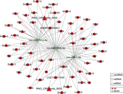 Cerna Interaction Network Of Circrna Mirna Mrna Triangle