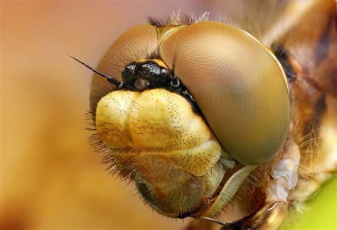 25 Most Beautiful Macro Photographs For Your Inspiration 10 Tips For Beginners