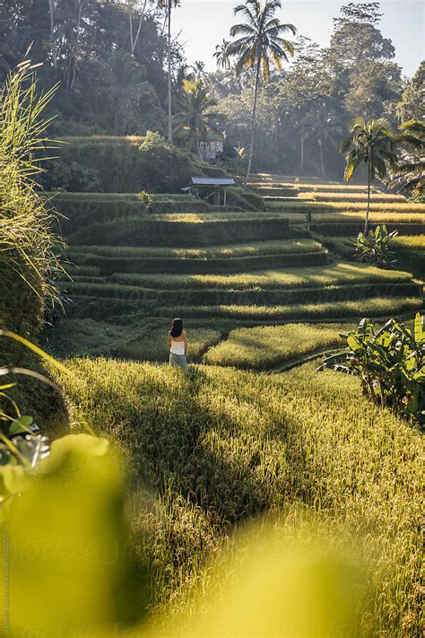 Beautiful Woman Standing In Rice Fields At Sunrise By Stocksy