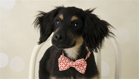 fashioned dog names puppy leaks