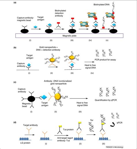 Immuno Pcr A Promising Ultrasensitive Diagnostic Method To Detect