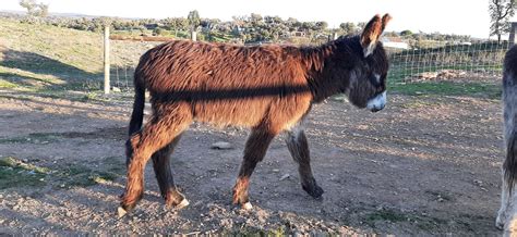 Vende Se Burros E Burras Da Raça Burro De Miranda E Burro Comum