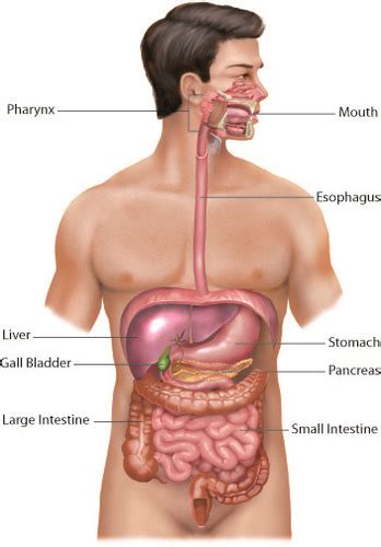 Digestive System Flashcards Quizlet