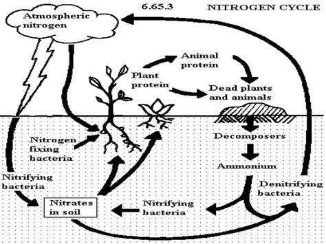 Nitrogen Cycle And How Do Human Activities Affect The Ecosystem By Divine Garcia