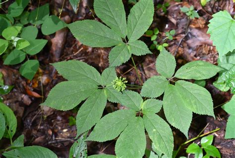 4 Leaf Ginseng Plant