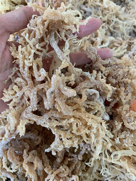 Wholesale Organic Wildcrafted Sea Moss Dried Light Purple Sea Moss