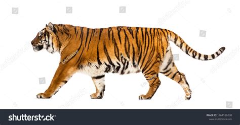 Side View Tiger Walking Away Isolated Stock Photo 1764186230 | Shutterstock