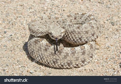 Sidewinder Rattlesnake Crotalus Cerastes Stock Photo 1351810460 ...