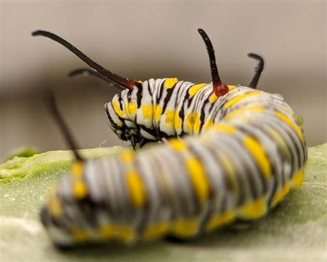 Premium Photo | Close-up of caterpillar