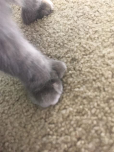 My Cat Has Five Toes On Each Paw Rmildlyinteresting