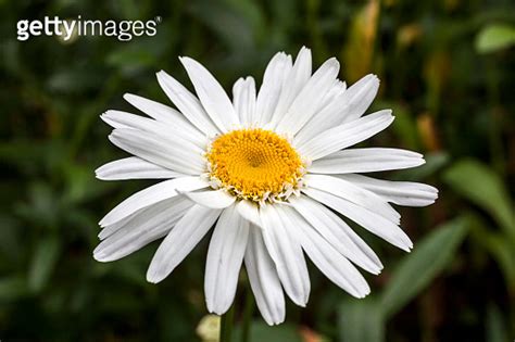 Leucanthemum x superbum Wirral Supreme 1163701327 게티이미지뱅크