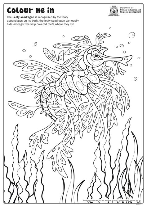 Fishy Fun Sheet: Leafy Seadragon - Colour In • Department of Primary Industries and Regional ...