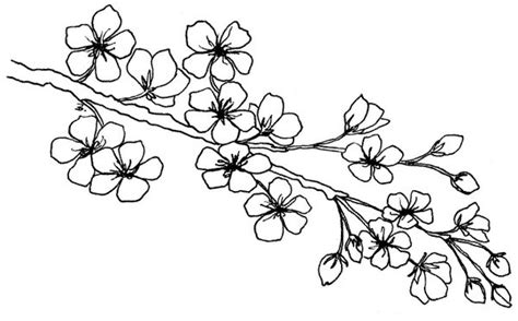 Cherry Blossom Line Drawing at GetDrawings | Free download