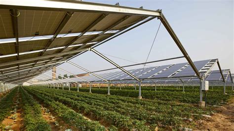 Agrovoltaica agricultura y energía fotovoltaica de la mano para un