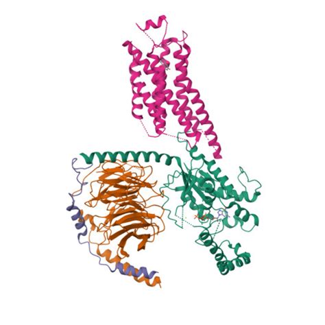 Rcsb Pdb Uo Cryoem Structure Of Beta Adrenergic Receptor In