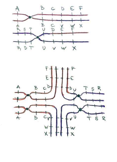 An Individual Is Heterozygous For A Reciprocal Translocation Quizlet