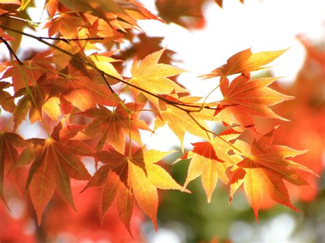 A Golden Guide To The Most Spectacular Poconos Fall Foliage The