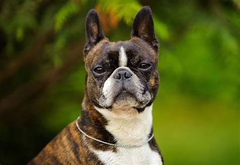 Boston Terrier Description Origin Health And Complete Care Guide