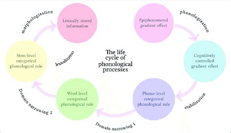 The Life Cycle Of Phonological Processes Adapted From Ramsammy 2015 Download Scientific