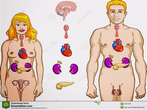 Puzzle De Rompecabezas Sistema Endocrino Rompecabezas De