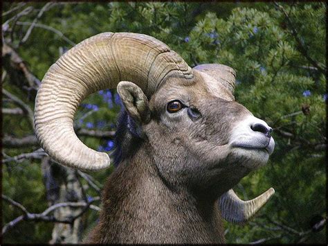 Rocky Mountain Bighorn Ram Diagrams Topos SummitPost Rocky