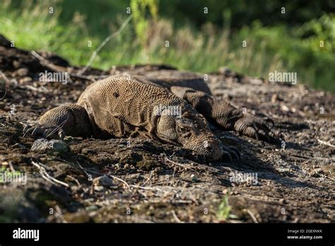 Komodo dragon in its natural habitat in Komodo Island Stock Photo - Alamy