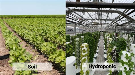 Differences Between Traditional Farming And Hydroponics