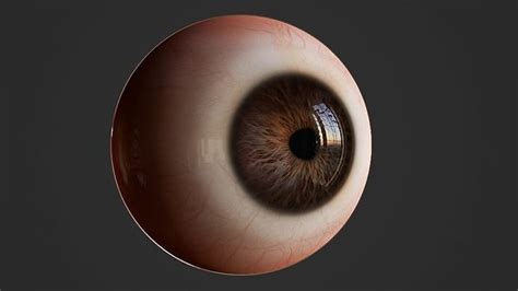 3d Model Realistic Human Eye Vr Ar Low Poly Cgtrader