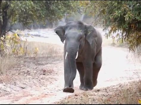 Incident In Tala Zone Of Bandhavgarh Tiger Reserve बांधवगढ़ टाइगर