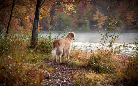 🔥 47 Fall Wallpapers With Dogs Wallpapersafari